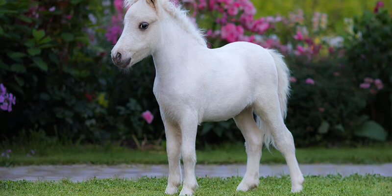 Ultimate Guide For Your Pony The Miniature Horse